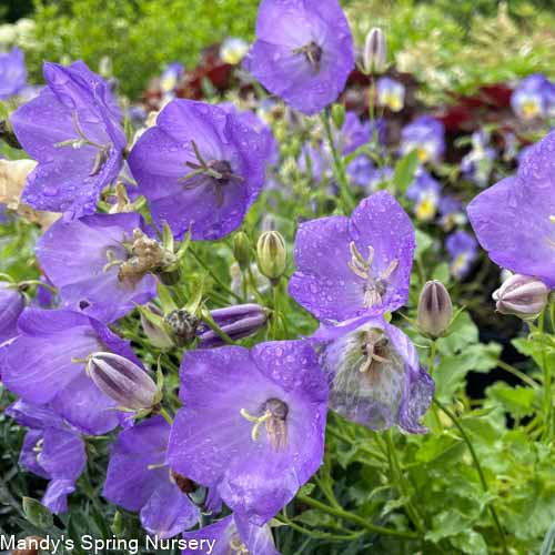 Rapido Blue Bellflower | Campanula carpatica - Image 3