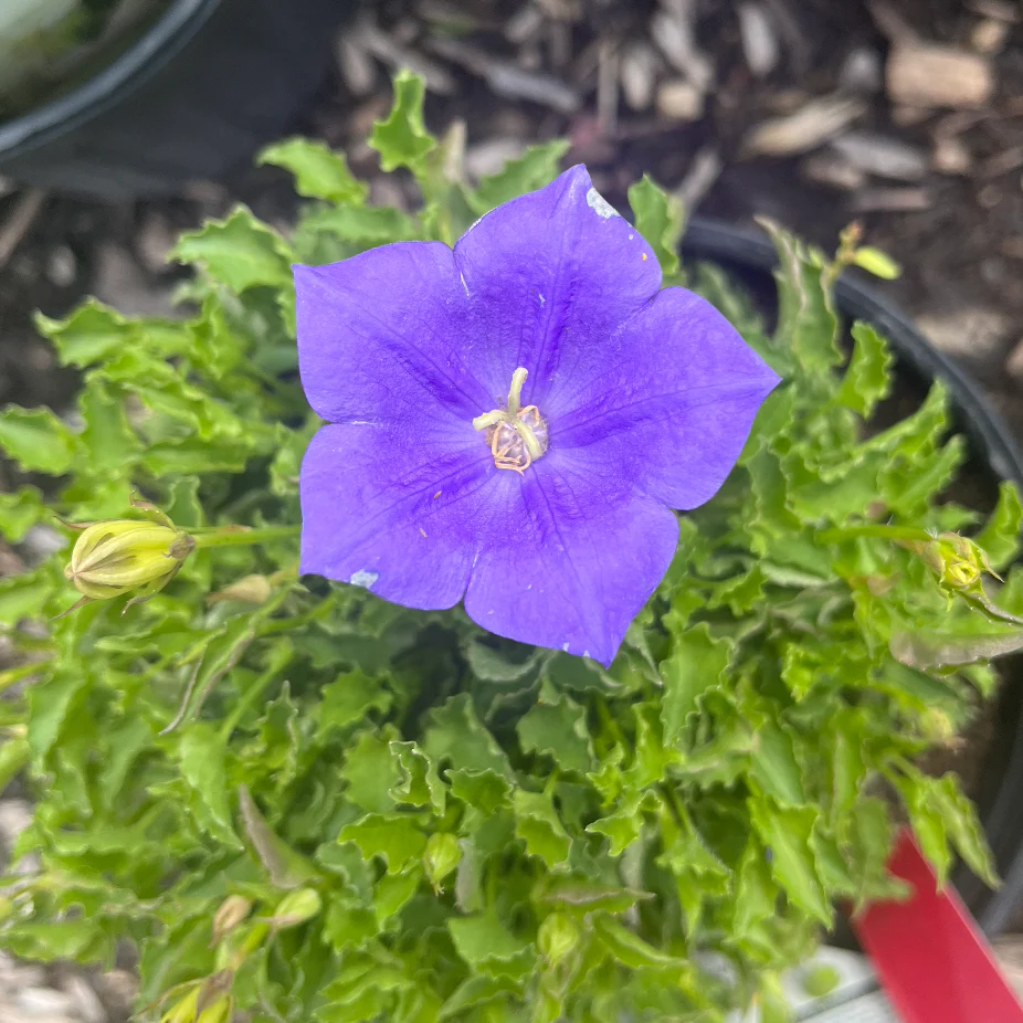 Rapido Blue Bellflower | Campanula carpatica - Image 4