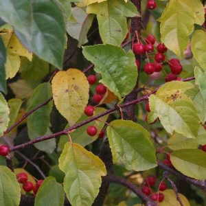 Red Jade Crabapple | Malus 'Red Jade' - Image 3