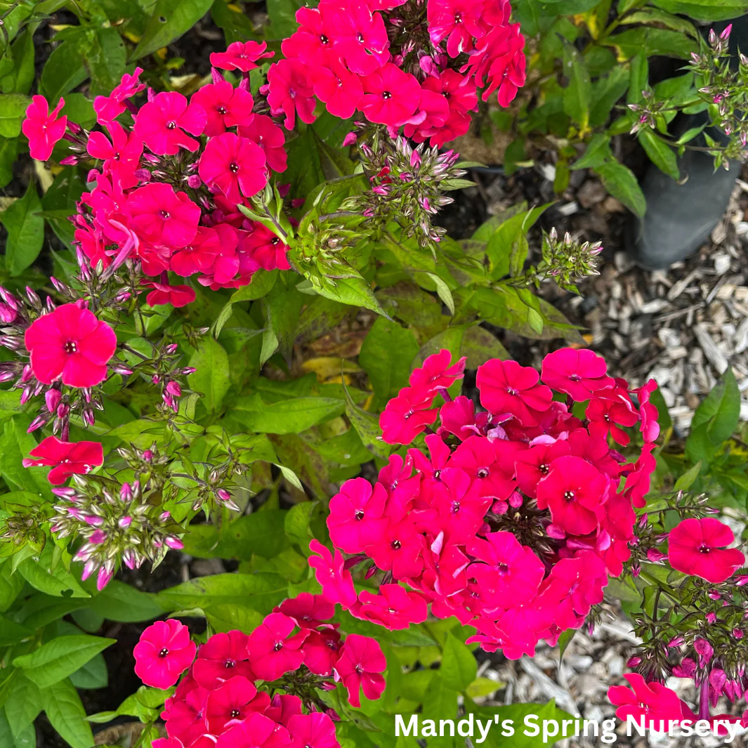 Red Riding Hood' Garden Phlox | Phlox paniculata - Image 5