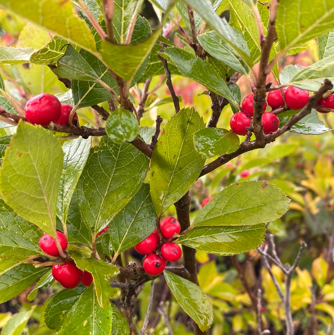 Red Sprite Winterberry | Ilex verticillata - Image 4