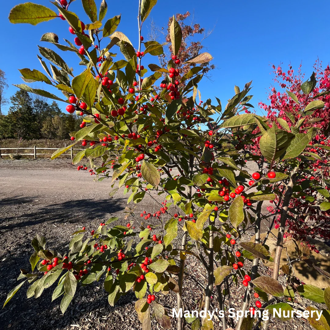 Red Sprite Winterberry | Ilex verticillata - Image 6