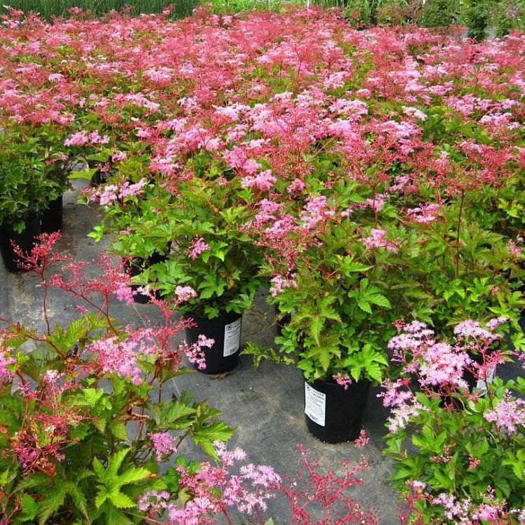 ‘Red Umbrellas’ Queen of the Prairie | Filipendula - Image 3