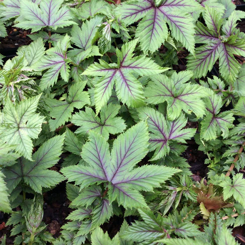 ‘Red Umbrellas’ Queen of the Prairie | Filipendula - Image 4