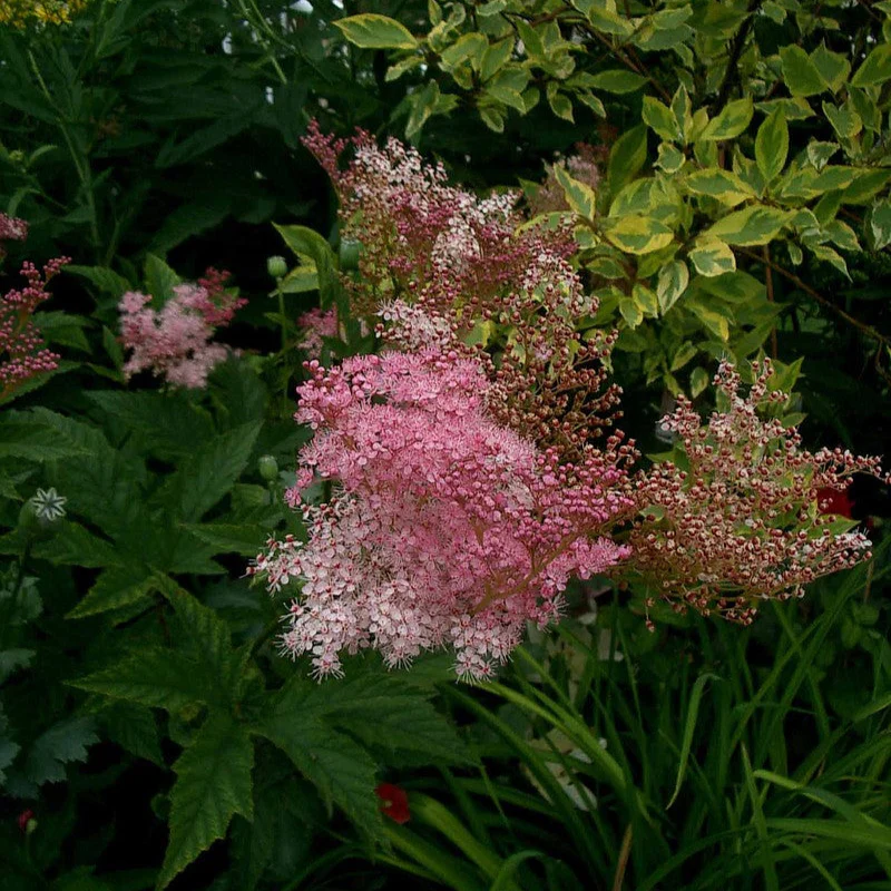 ‘Red Umbrellas’ Queen of the Prairie | Filipendula - Image 5