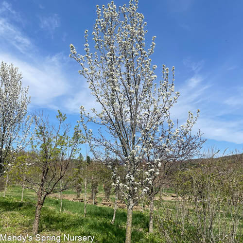 Redspire Pear | Pyrus calleryana 'Redspire' - Image 2