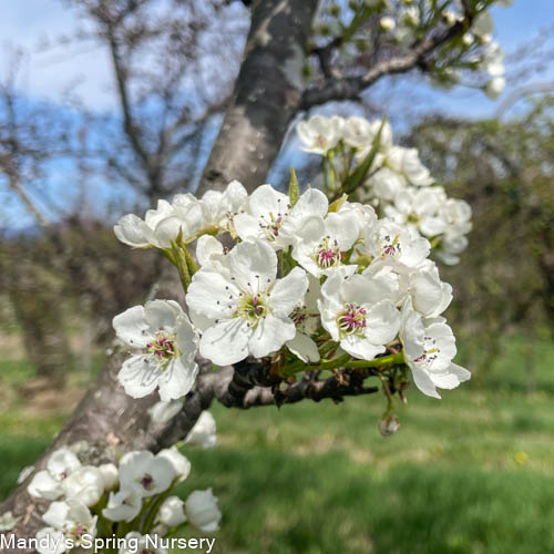 Redspire Pear | Pyrus calleryana 'Redspire' - Image 3