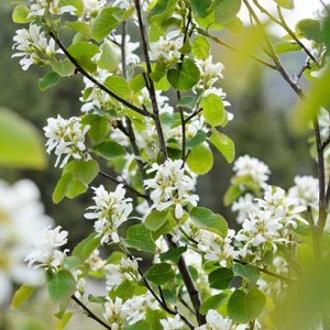 'Regent Saskatoon' Serviceberry | Amelanchier alnifolia 'Regent' - Image 2
