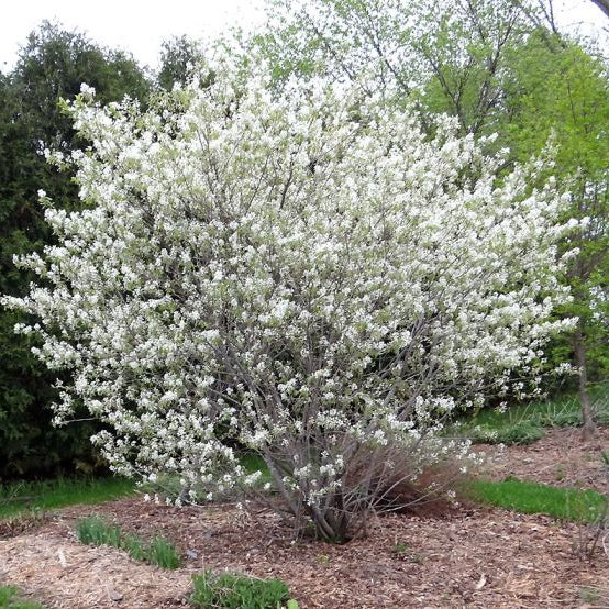 'Regent Saskatoon' Serviceberry | Amelanchier alnifolia 'Regent' - Image 3