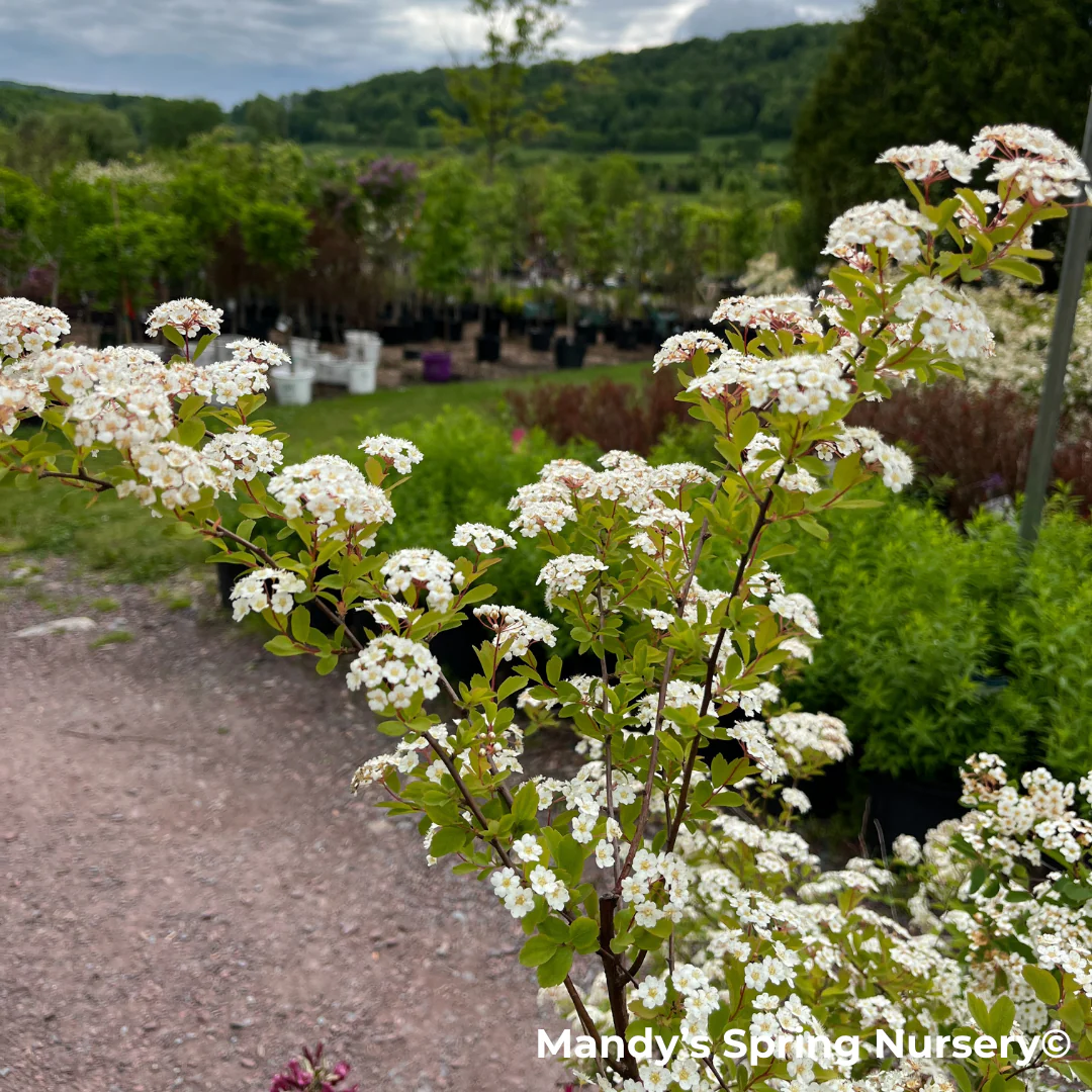Renaissance Bridalwreath Spirea | Spiraea x vanhouttei - Image 10