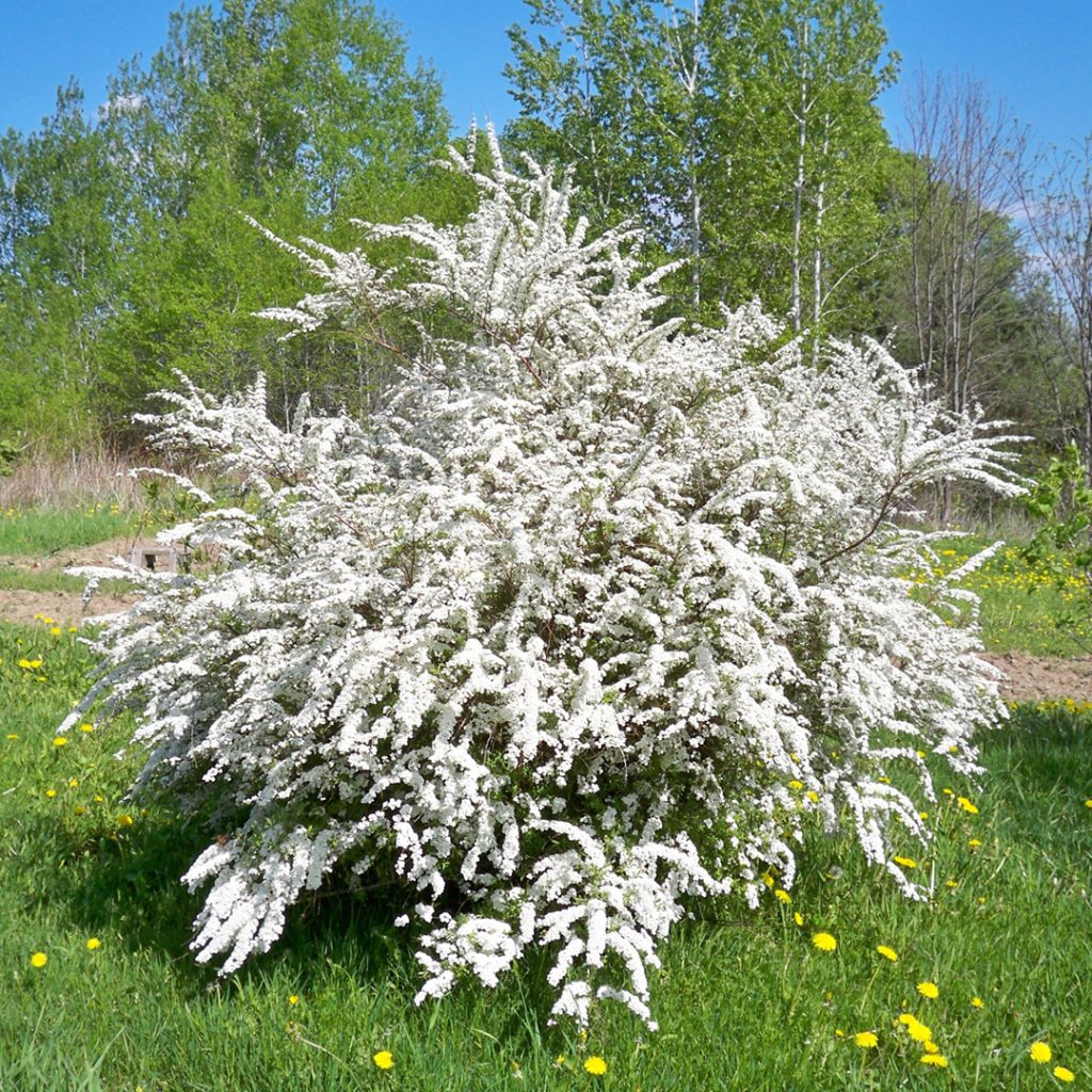 Renaissance Bridalwreath Spirea | Spiraea x vanhouttei - Image 2
