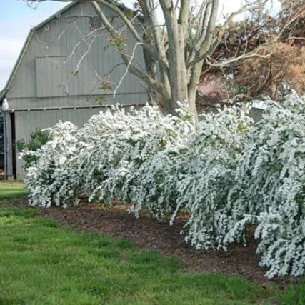 Renaissance Bridalwreath Spirea | Spiraea x vanhouttei - Image 3