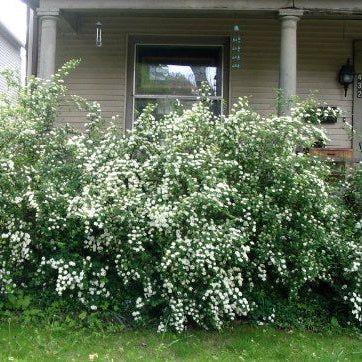 Renaissance Bridalwreath Spirea | Spiraea x vanhouttei - Image 4