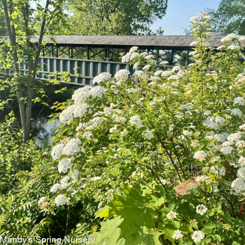 Renaissance Bridalwreath Spirea | Spiraea x vanhouttei - Image 5