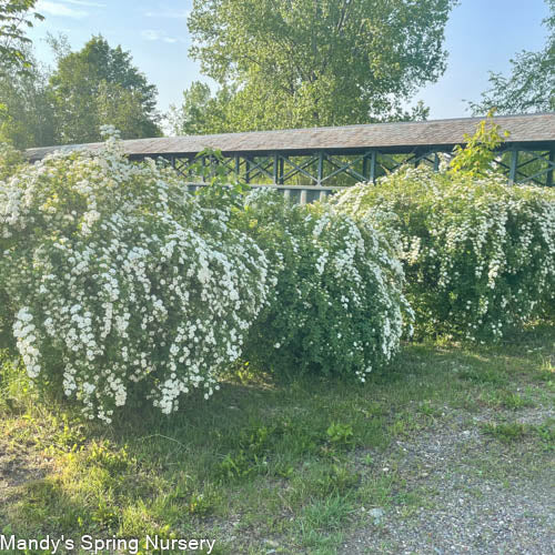 Renaissance Bridalwreath Spirea | Spiraea x vanhouttei - Image 6