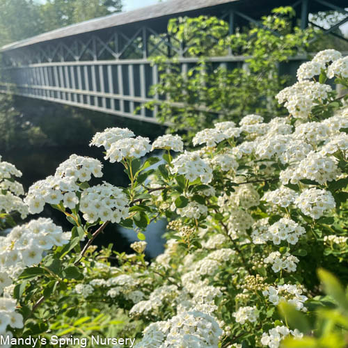 Renaissance Bridalwreath Spirea | Spiraea x vanhouttei - Image 7