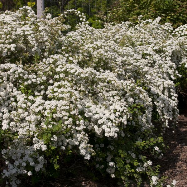 Renaissance Bridalwreath Spirea | Spiraea x vanhouttei - Image 8