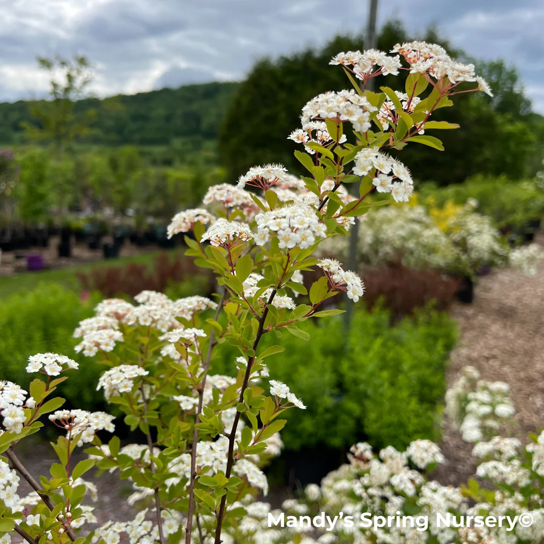 Renaissance Bridalwreath Spirea | Spiraea x vanhouttei - Image 9