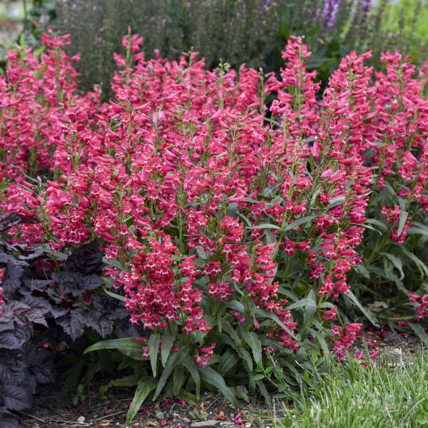 'Rose Rhinestones' Bearded Penstemon | Penstemon barbatus - Image 3