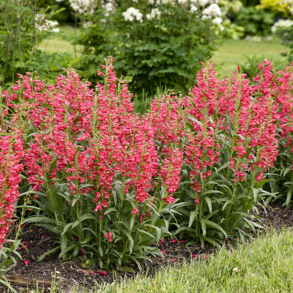 'Rose Rhinestones' Bearded Penstemon | Penstemon barbatus - Image 4