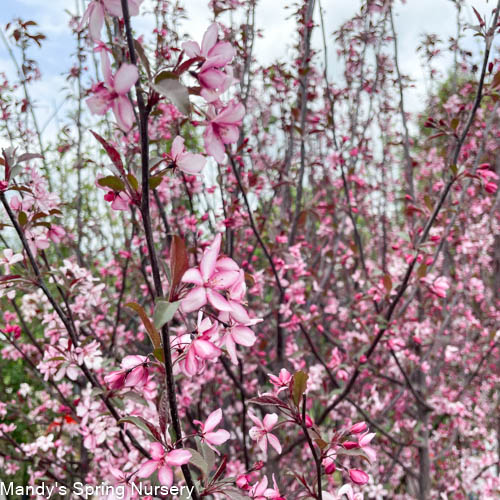 Royal Raindrops Crabapple | Malus transitoria 'JFS-KW5' - Image 3
