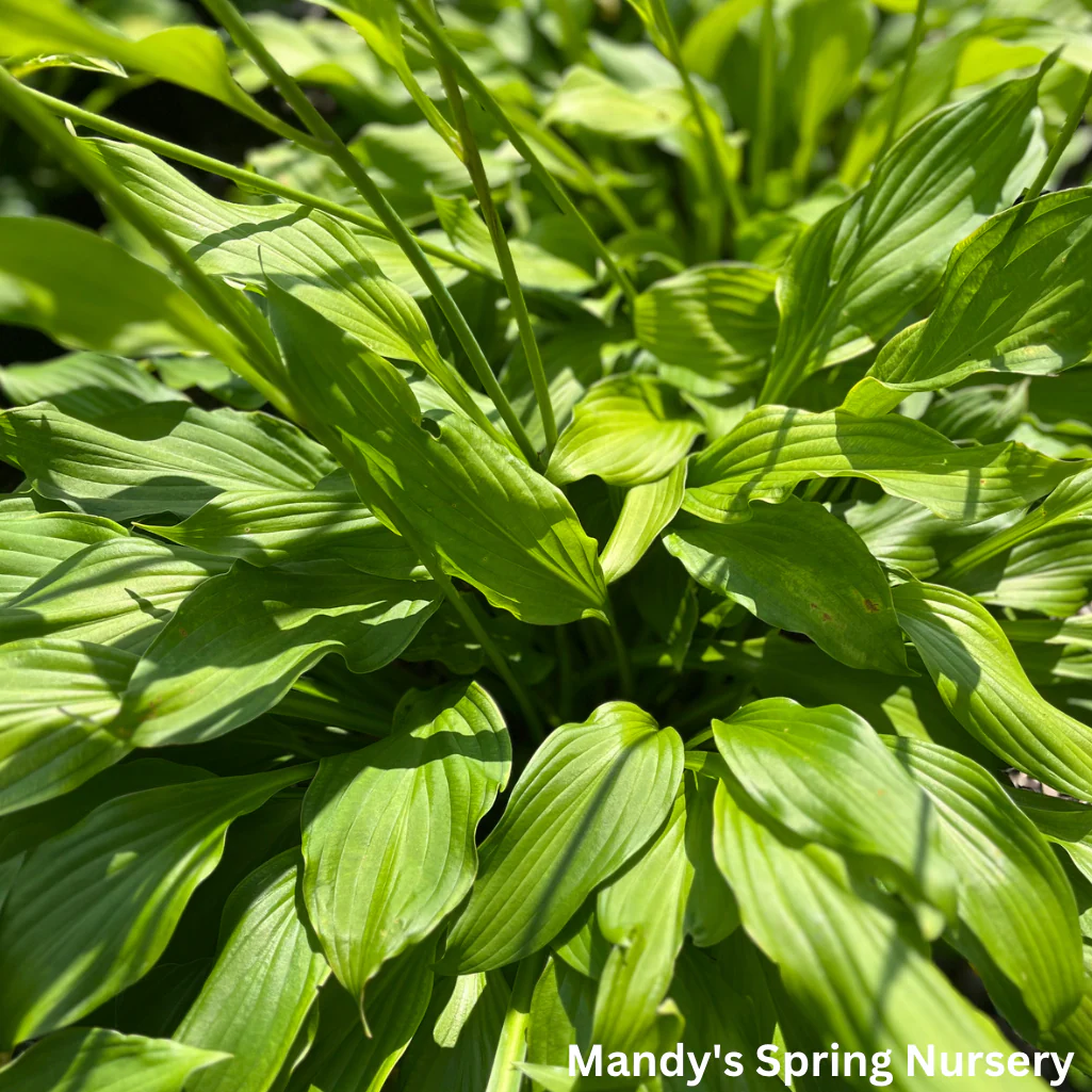 Royal Standard Hosta | Hosta 'Royal Standard' - Image 2