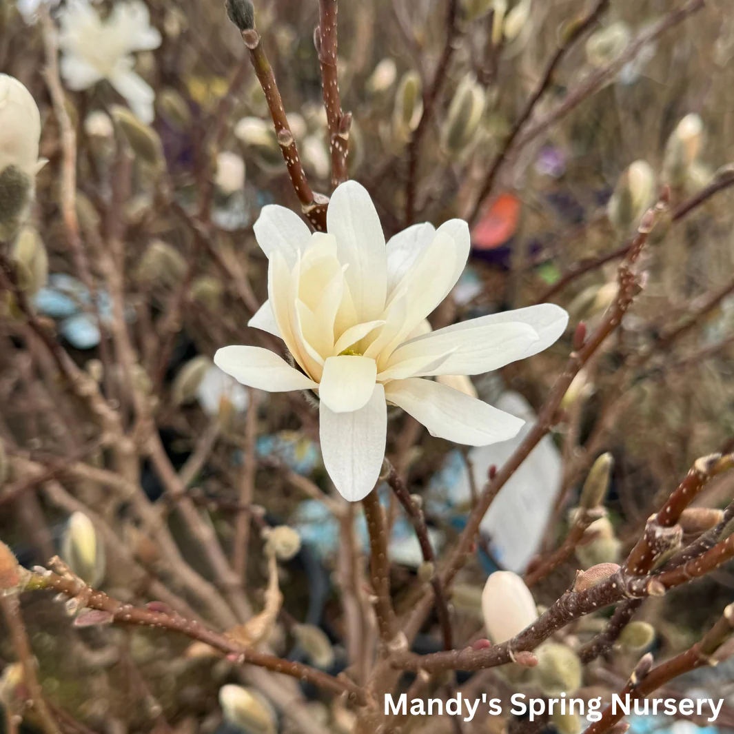 Royal Star Magnolia Tree | Magnolia stellata 'Royal Star' - Image 2