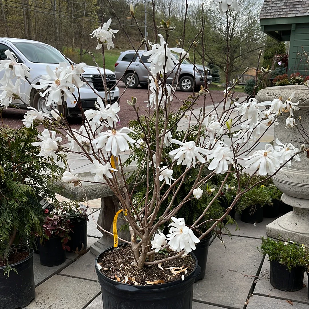Royal Star Magnolia Tree | Magnolia stellata 'Royal Star' - Image 5