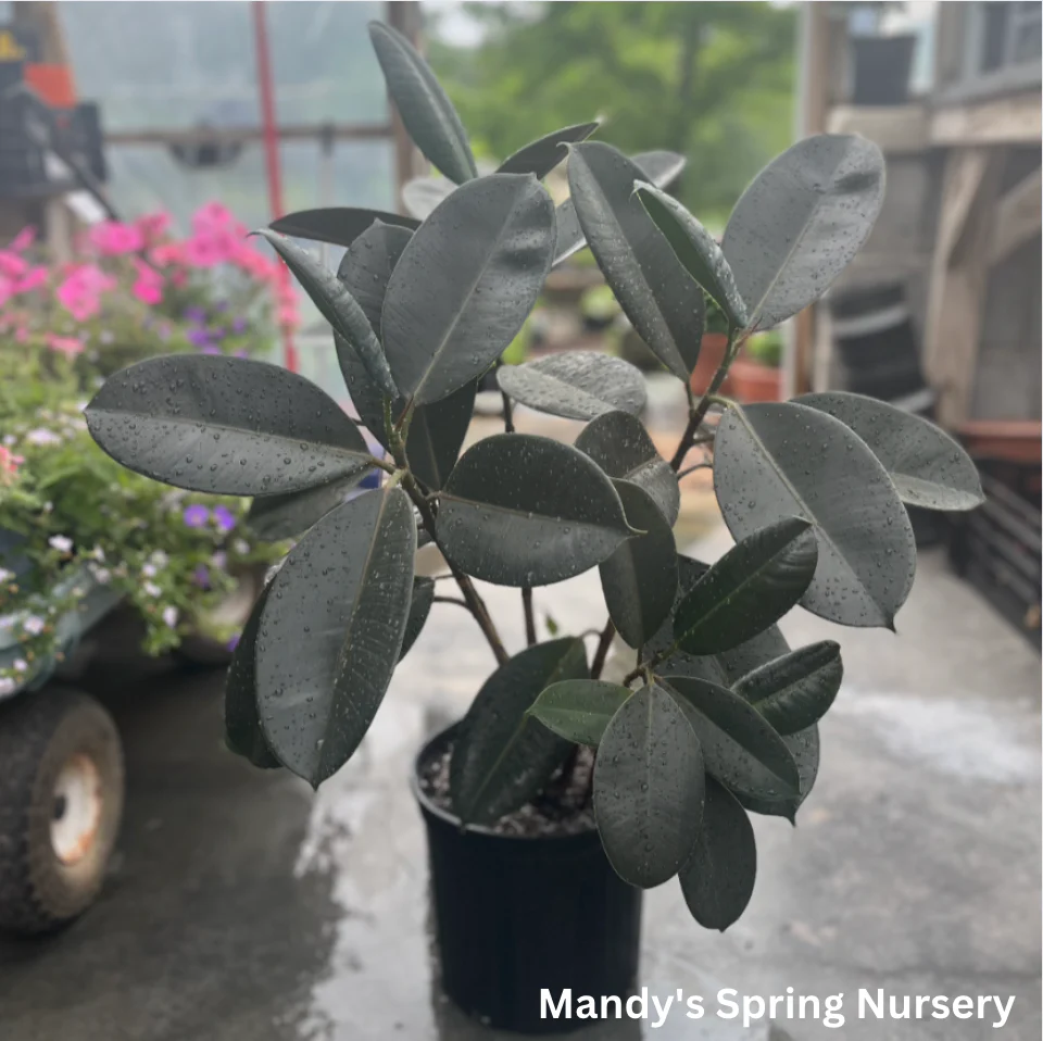 Rubber Tree | Ficus elastica - Image 3