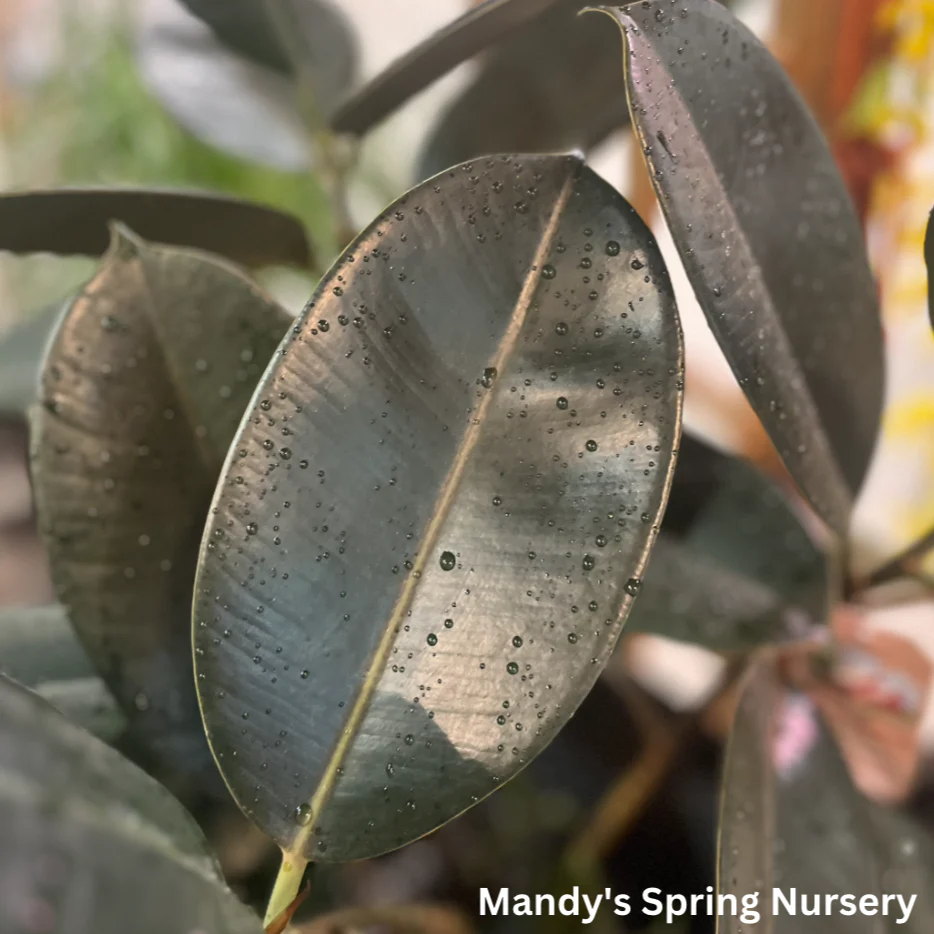 Rubber Tree | Ficus elastica - Image 4