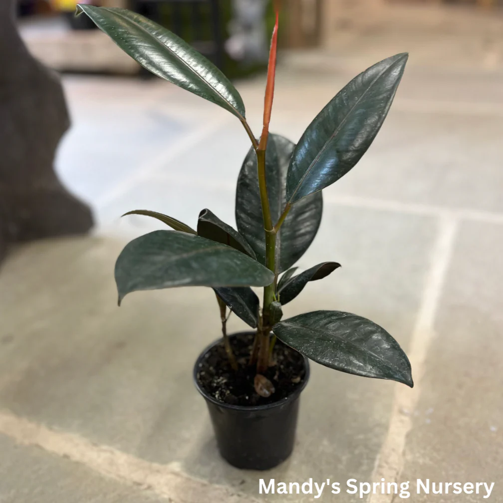 Rubber Tree | Ficus elastica - Image 5