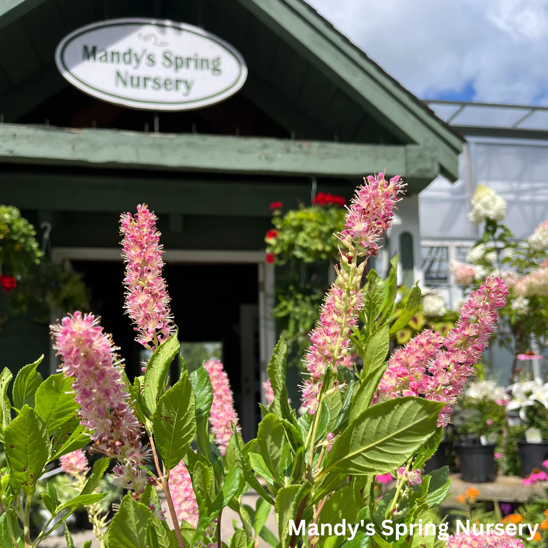 Ruby Spice Summersweet | Clethra alnifolia - Image 2