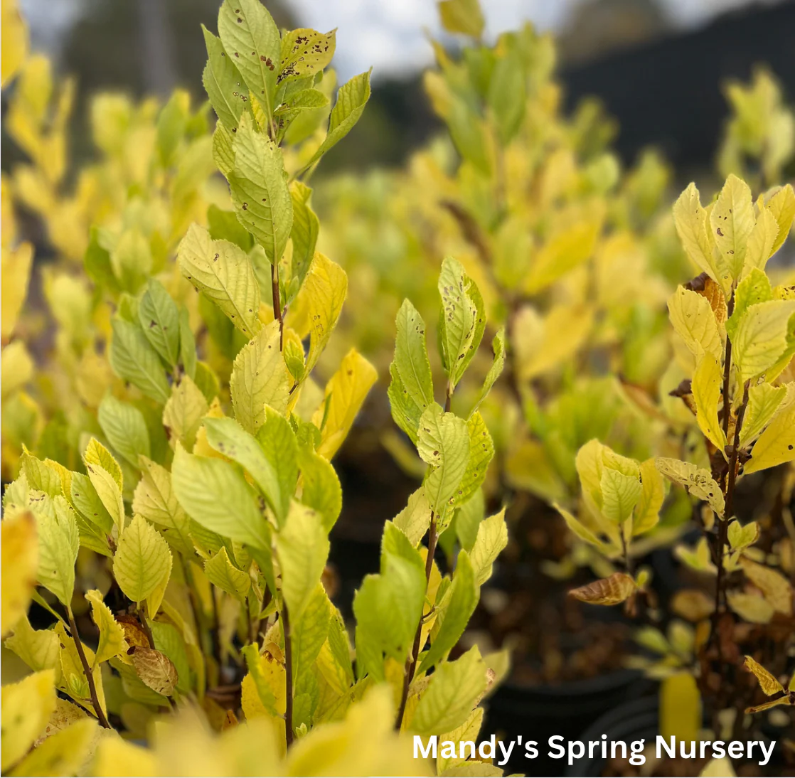 Ruby Spice Summersweet | Clethra alnifolia - Image 5