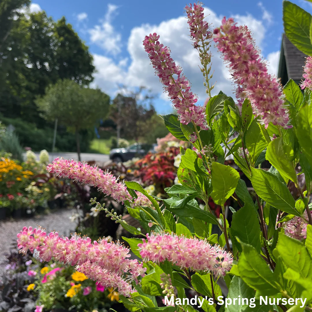 Ruby Spice Summersweet | Clethra alnifolia - Image 7