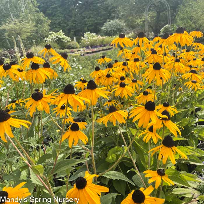 'Goldsturm' Black-Eyed Susan | Rudbeckia fulgida - Image 3