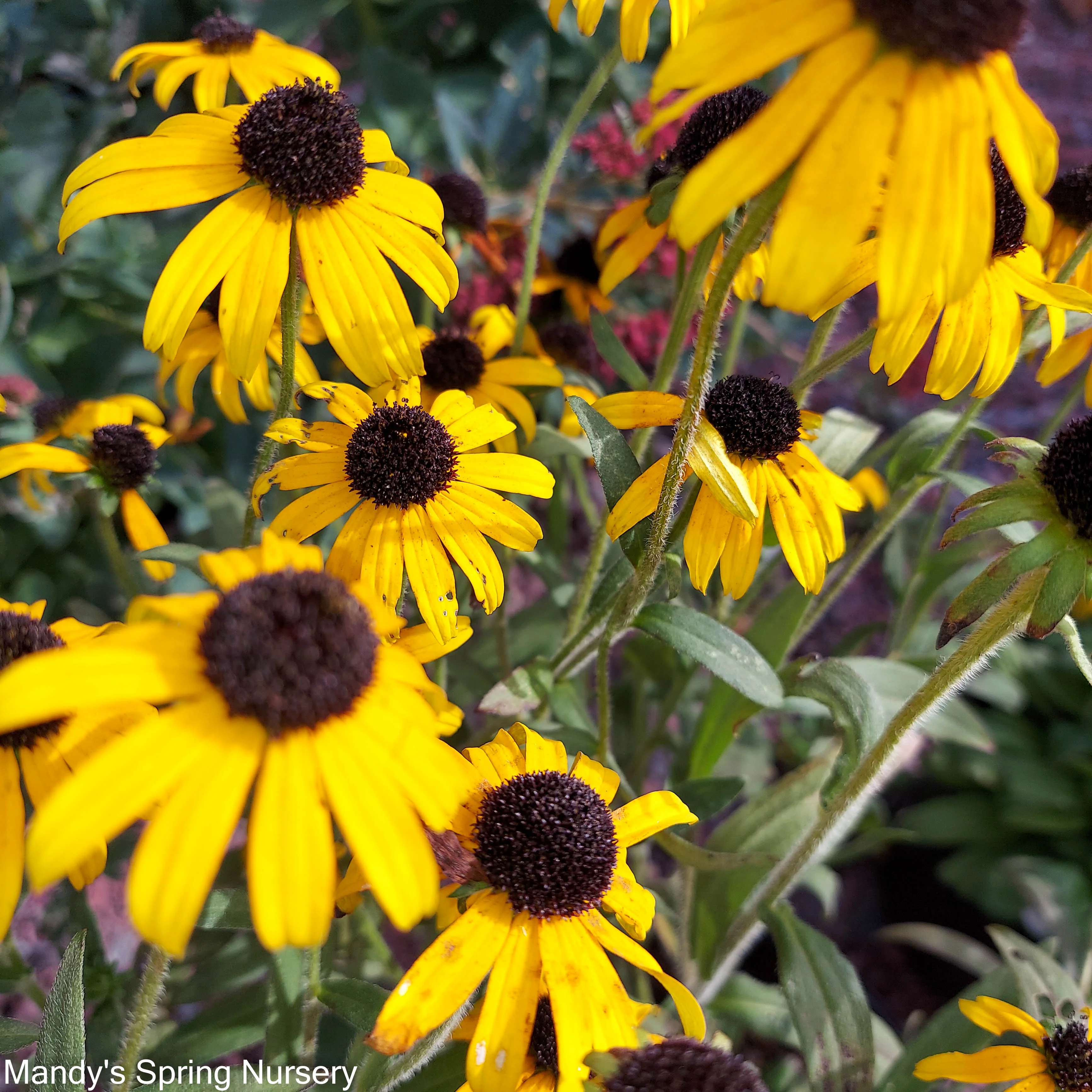 'Goldsturm' Black-Eyed Susan | Rudbeckia fulgida - Image 4