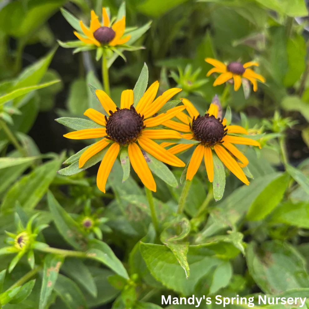 Little Goldstar Black-Eyed Susan | Rudbeckia fulgida - Image 3