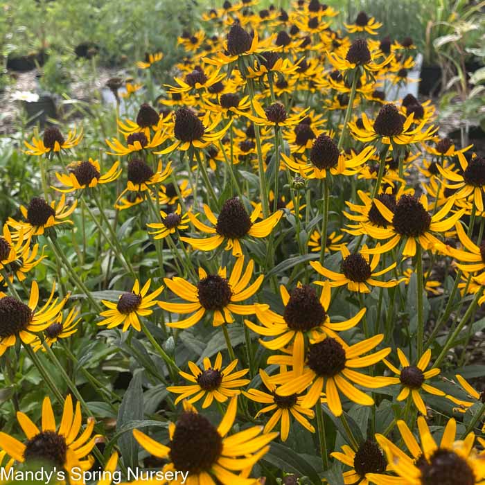 Little Goldstar Black-Eyed Susan | Rudbeckia fulgida - Image 4
