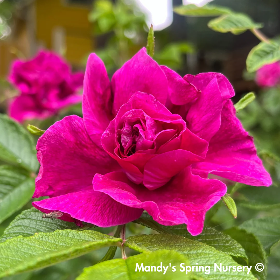 Rugosa Rose | Rosa rugosa - Image 3