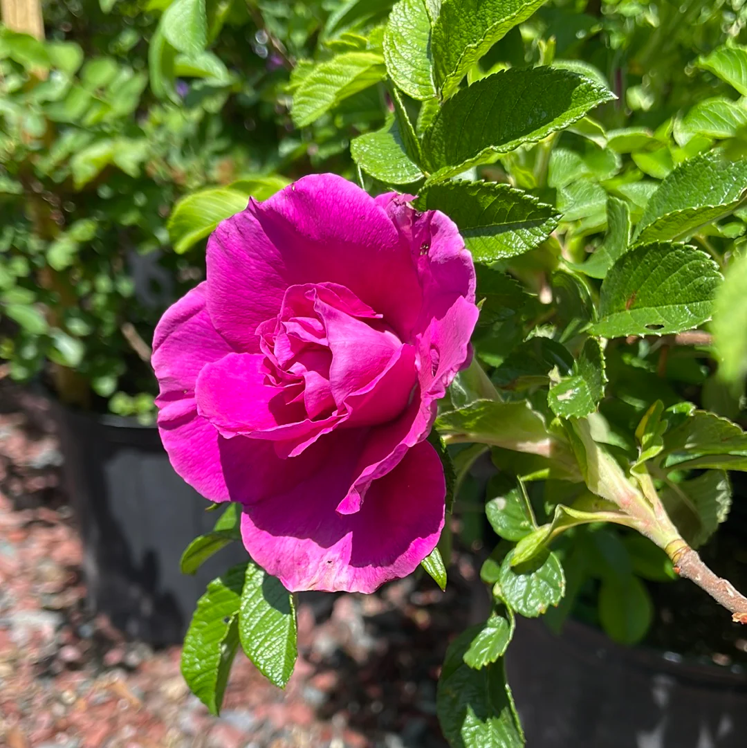 Rugosa Rose | Rosa rugosa - Image 4