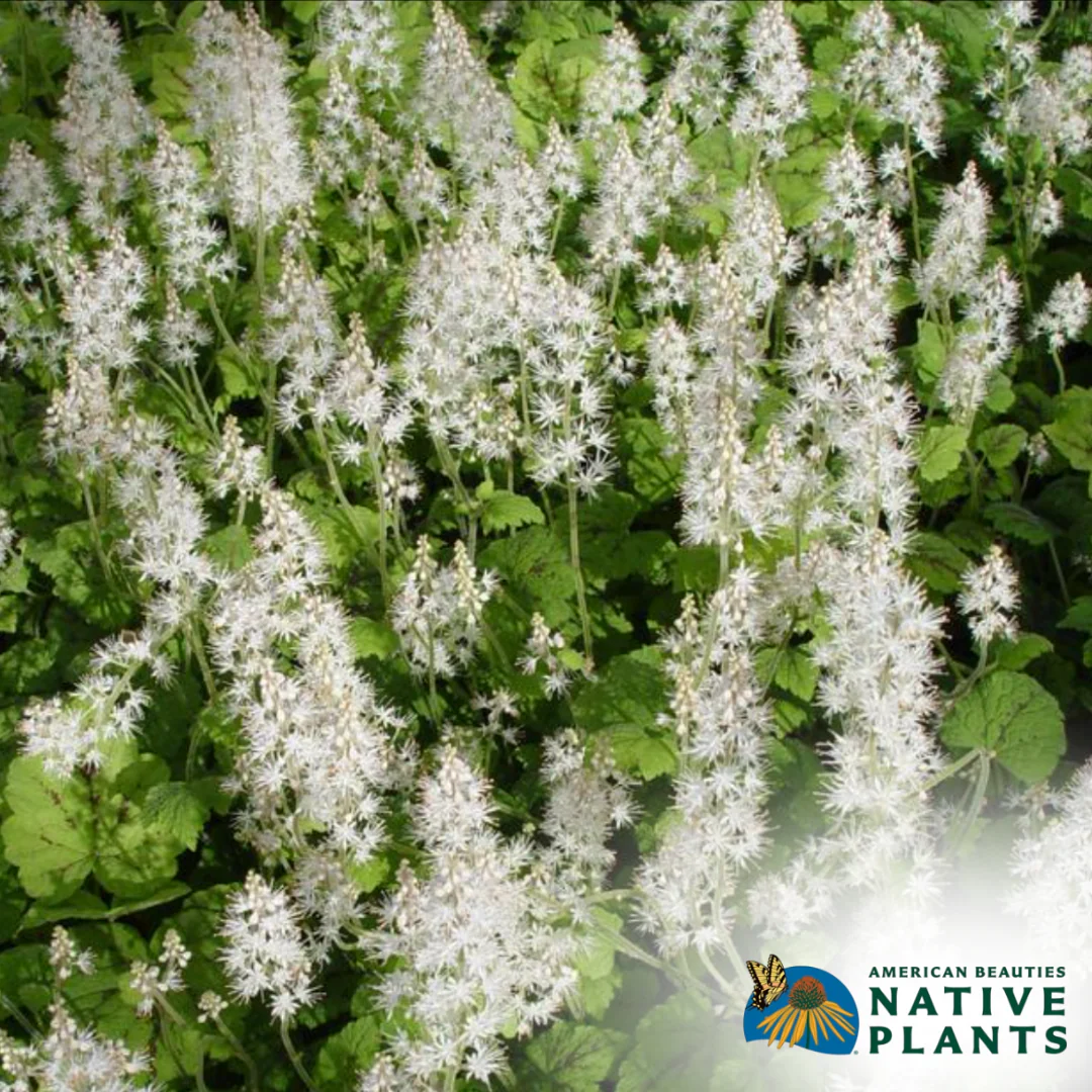 Running Tapestry Foam Flower | Tiarella cordifolia - Image 2