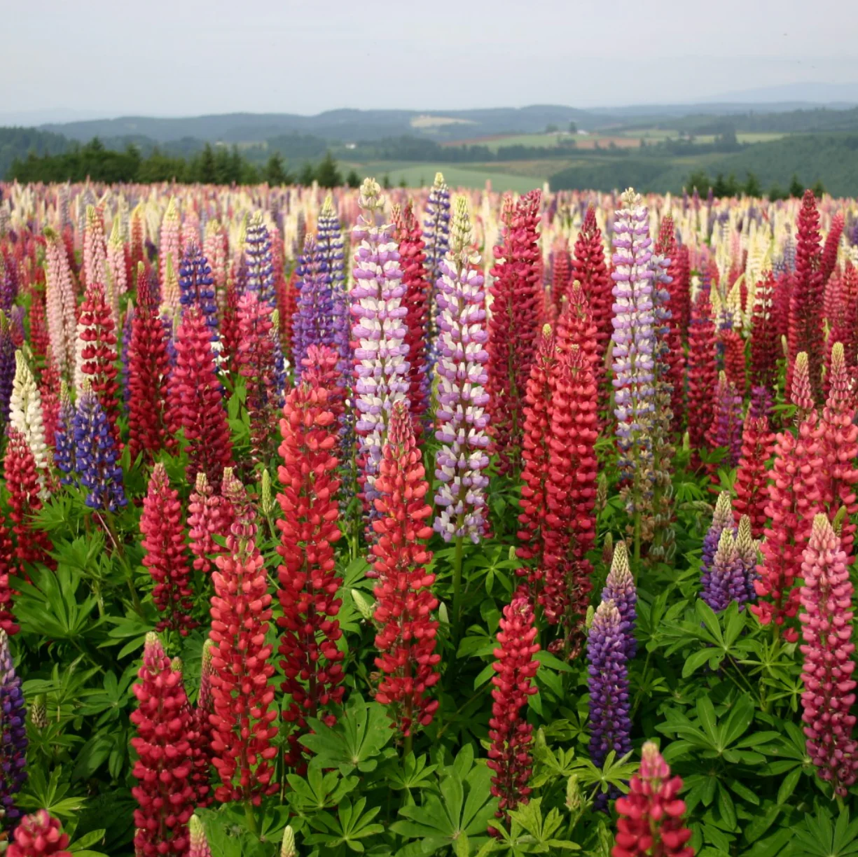 Russell Mix Lupine - Image 2