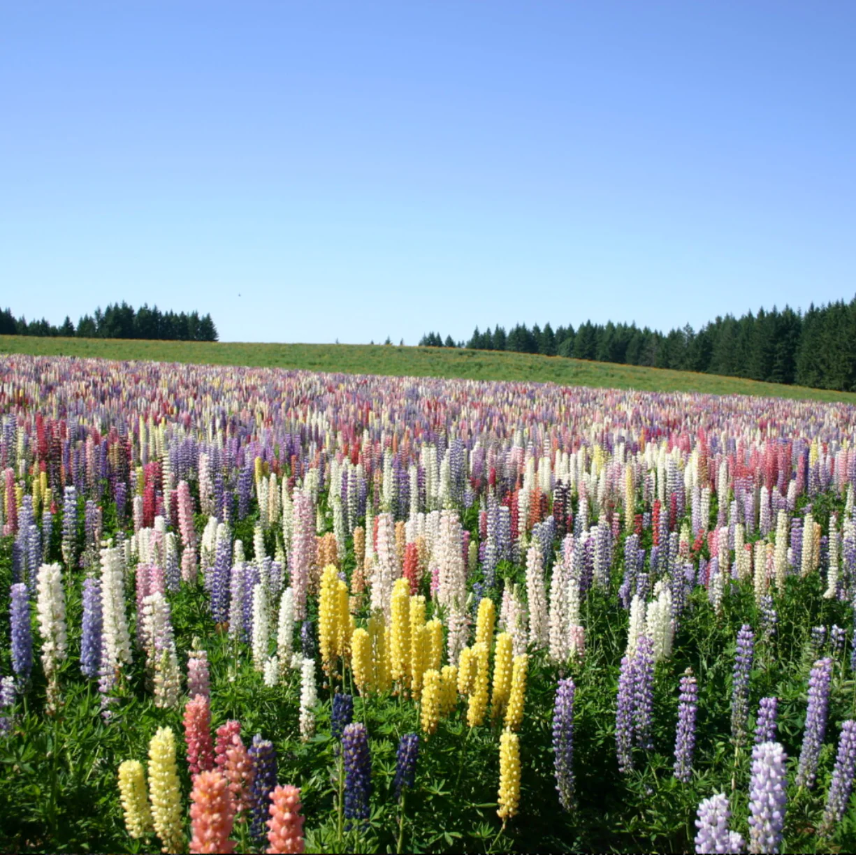 Russell Mix Lupine - Image 3
