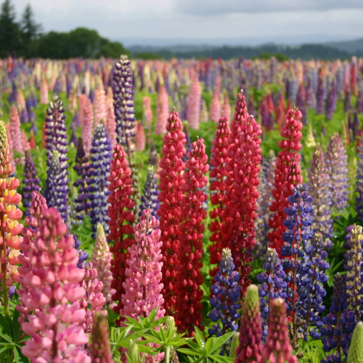 Russell Mix Lupine - Image 4