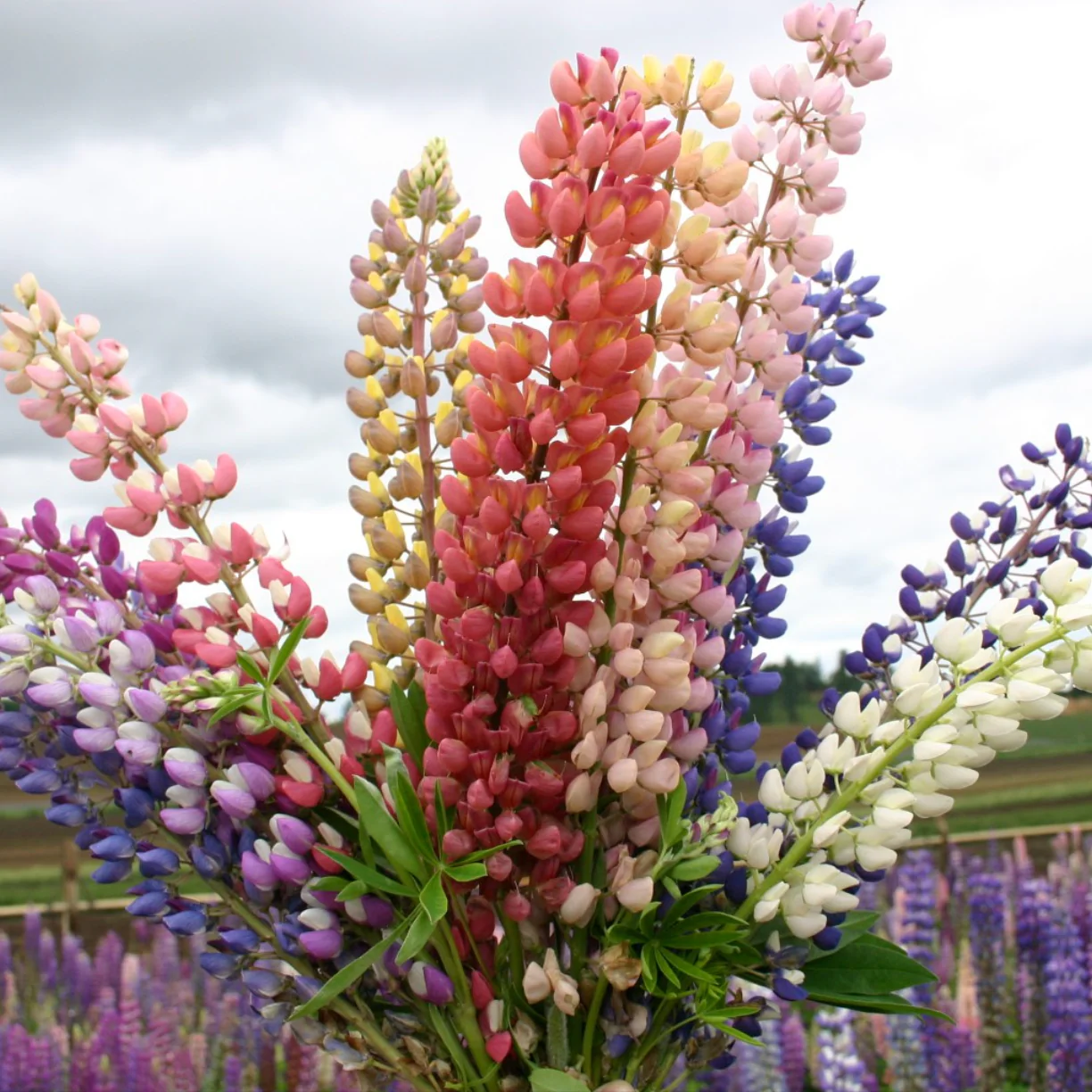 Russell Mix Lupine - Image 5