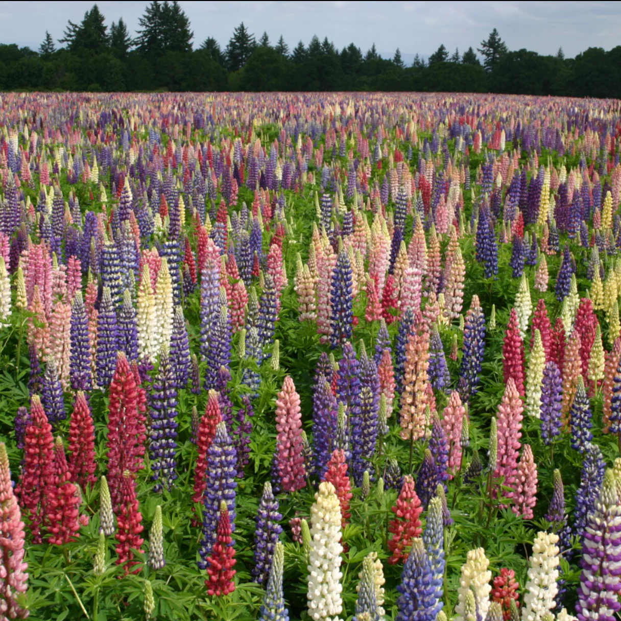 Russell Mix Lupine - Image 6