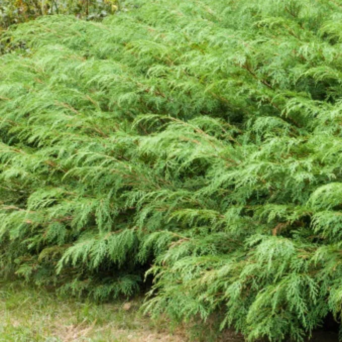 Siberian Carpet Cypress | Microbiota decussata - Image 2