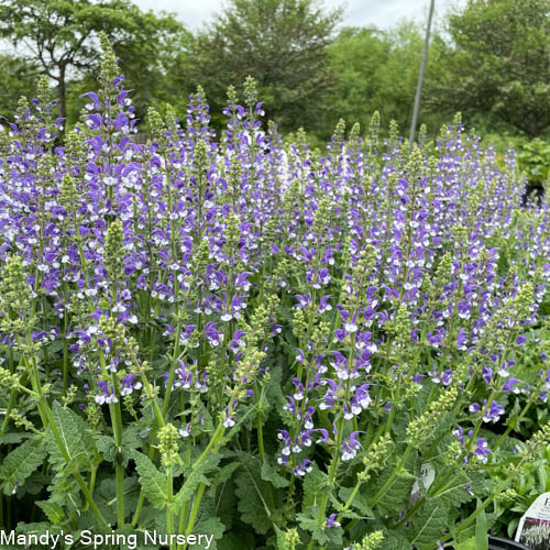 Azure Snow Garden Sage | Perennial Salvia - Image 2
