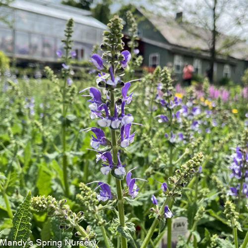 Azure Snow Garden Sage | Perennial Salvia - Image 3