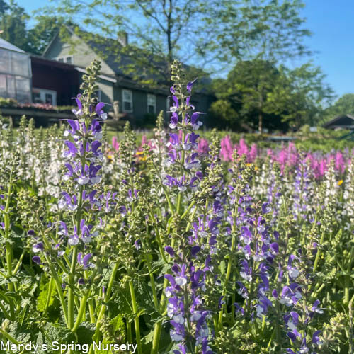 Azure Snow Garden Sage | Perennial Salvia - Image 4